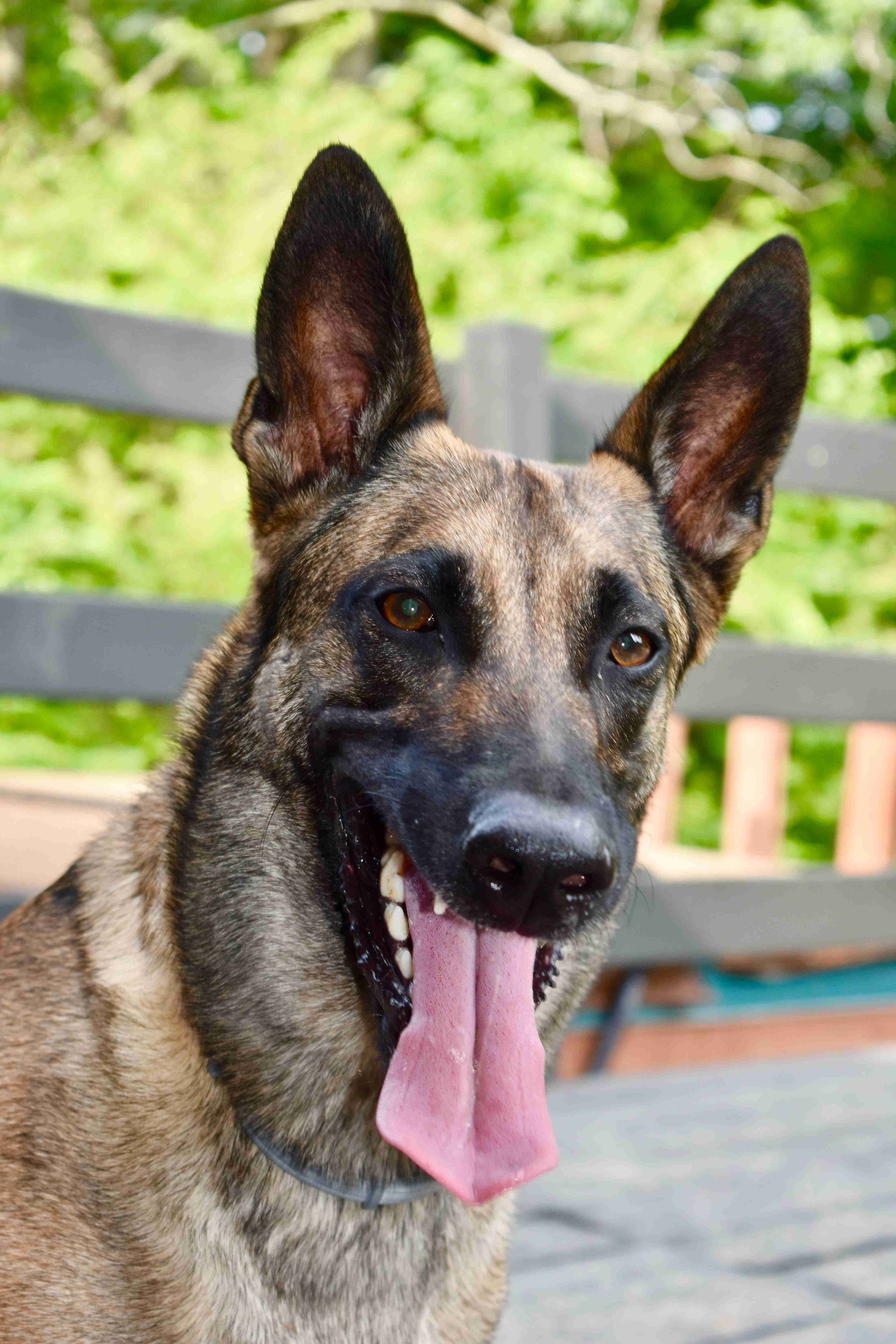 Can German shepherds be trained to become hearing dogs for the deaf?
